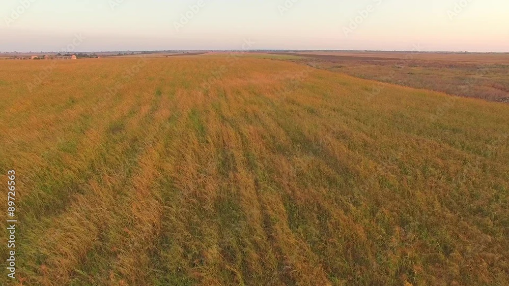 Green And Yellow Agricultiral Field At Harvest Time Green And Yellow Agricultiral Field At Harvest Time