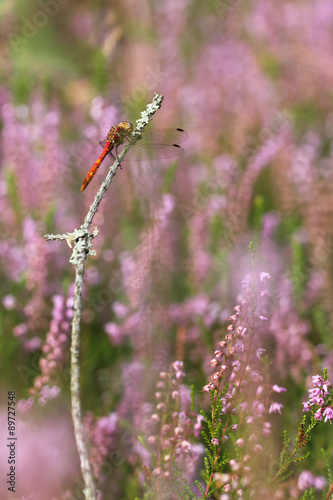 Calluna vulgaris known as Common Heather, ling, or simply heather with dragonfly