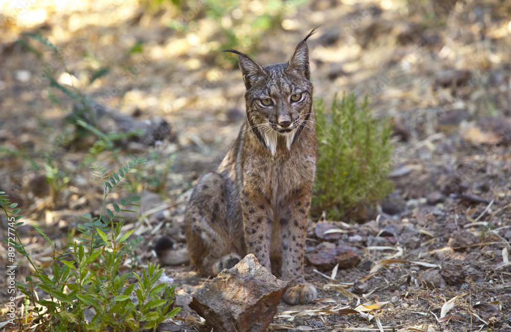 Naklejka premium Iberian lynx sitting on alert