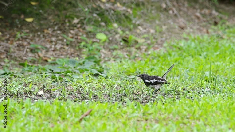 a magpie robin is eating food on the lawn a magpie robin is eating food on the lawn