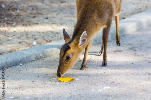 Muntjac (Muntiacus reevesi) photo