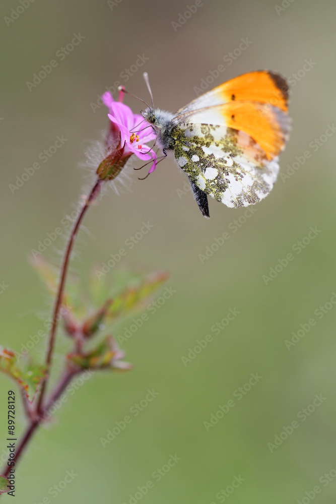 Obraz premium Purple wild geranium - Geranium robertianum with Orange Tip butterfly