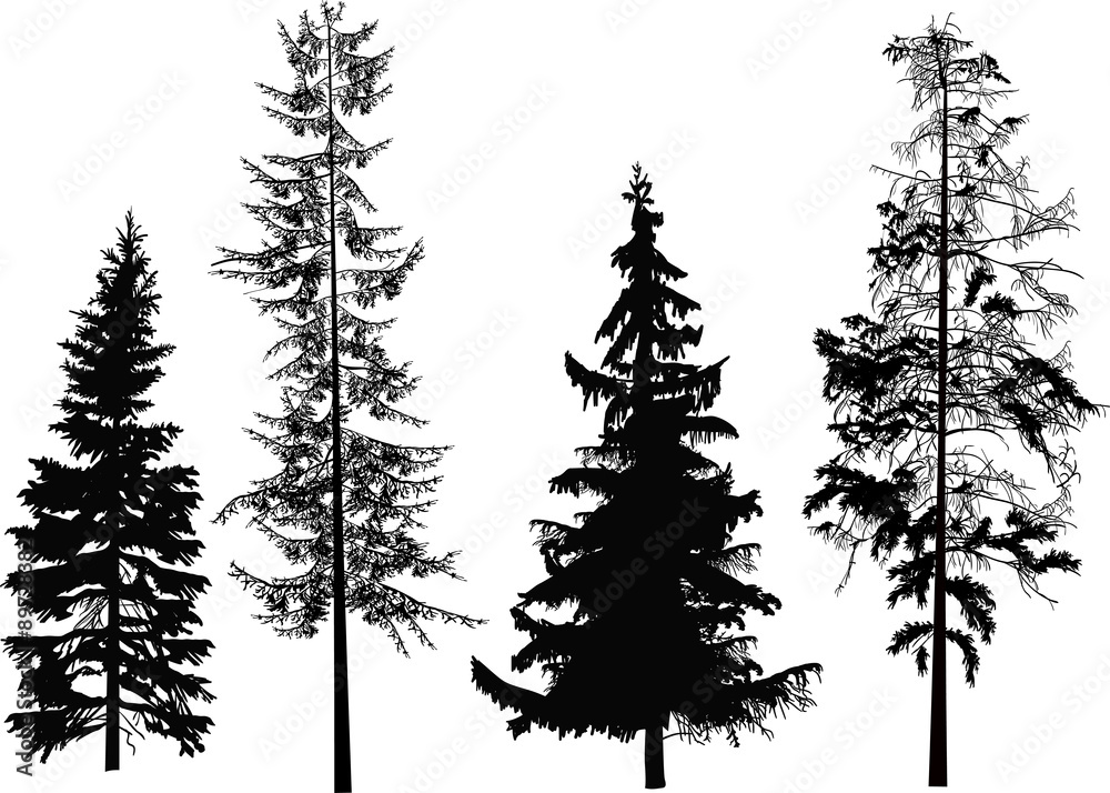 Fototapeta premium illustration with four black firs on white