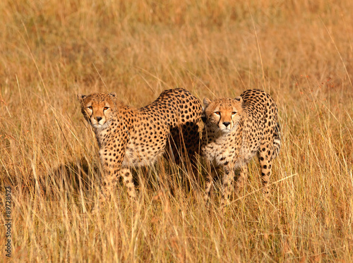 Male cheetahs in Masai Mara