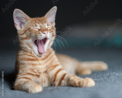 Wallpaper Mural Furry Tabby kitten lying with a huge yawn expression. Torontodigital.ca
