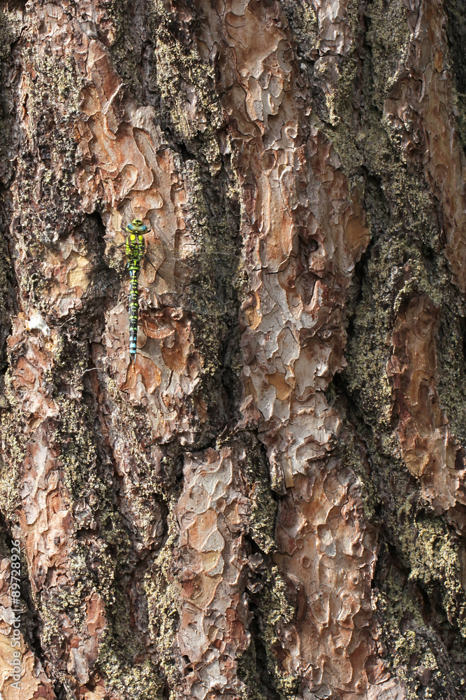 Pine bark with Dragonfly Migrant Hawker (Aeshna mixta) Pine bark with Dragonfly Migrant Hawker (Aeshna mixta)