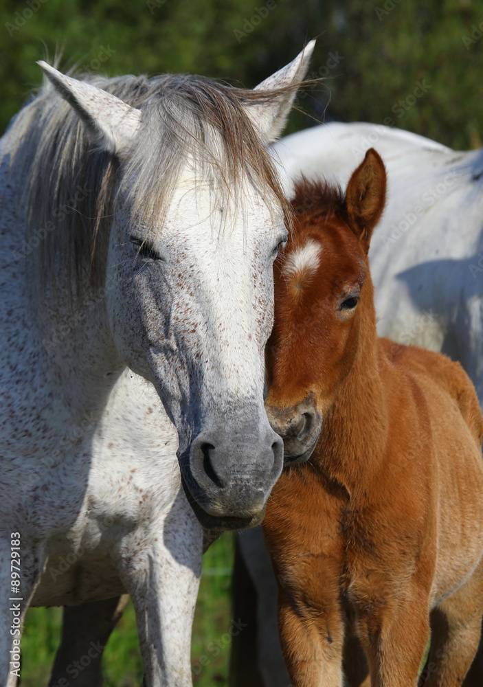 Obraz premium Portrait of the White Camargue Horse in Parc Regional de Camargue - Provence, France