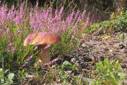 Calluna vulgaris (known as Common Heather, ling, or simply heather and big edible mushroom - cep