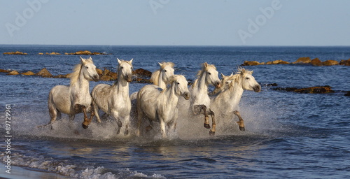 White Camargue Horses galloping along the beach in Parc Regional de Camargue - Provence  France