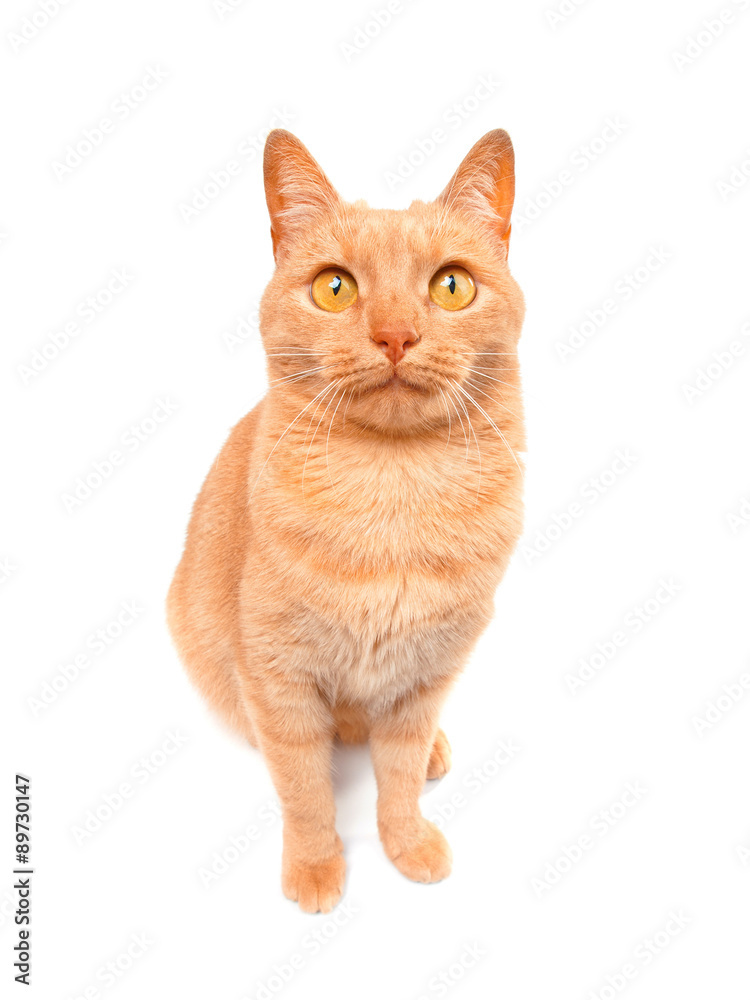 Fototapeta premium Cat