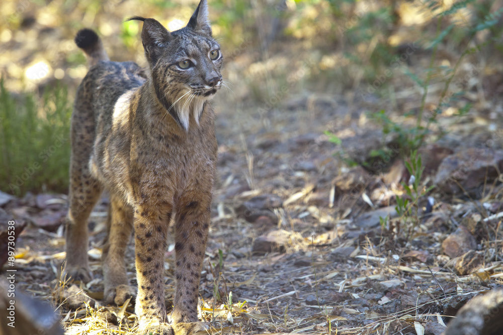 Fototapeta premium Iberian lynx on alert