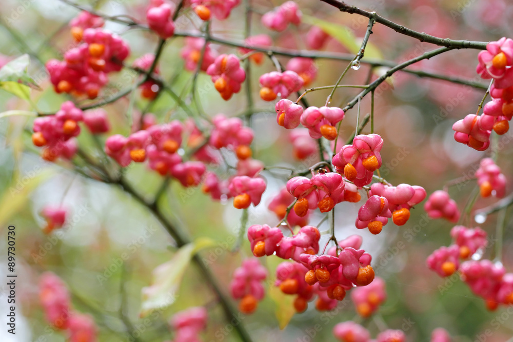 Euonymus europaeus, known as spindle, and also as European spindle and common spindle Euonymus europaeus, known as spindle, and also as European spindle and common spindle