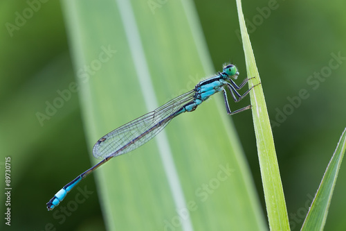 macro photography of Platycnemis pennipes
