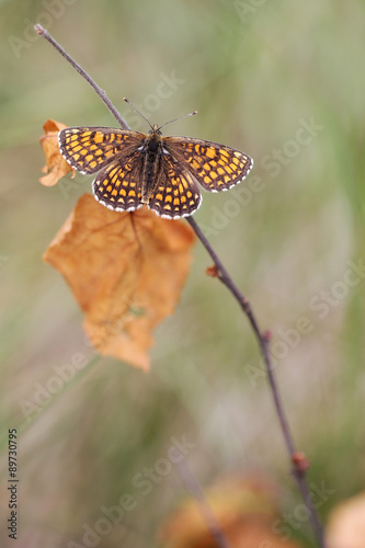 Butterfly and dry leaf photo