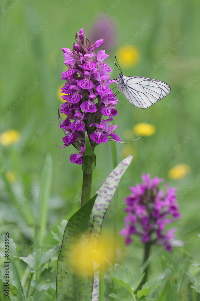 Obraz premium Black-veined White butterfly, Aporia crataegi and Heath Spotted Orchid or Moorland Spotted Orchid (Dactylorhiza maculata)