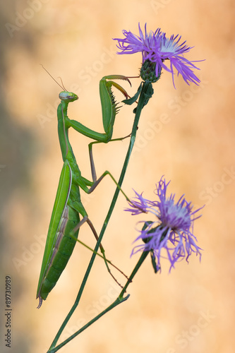 Foto Mantis religiosa