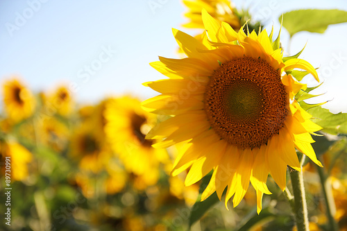 Fototapeta Naklejka Na Ścianę i Meble -  Sunflower in Field on Summer Day