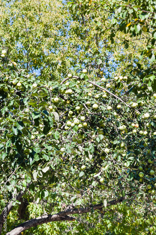 apple tree with ripe yellow fruits in orchard apple tree with ripe yellow fruits in orchard
