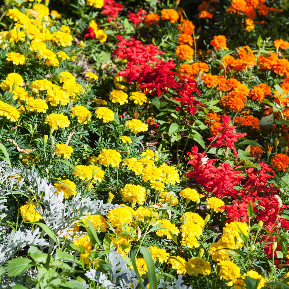 yellow, orange, red dianthus flowers on flowerbed