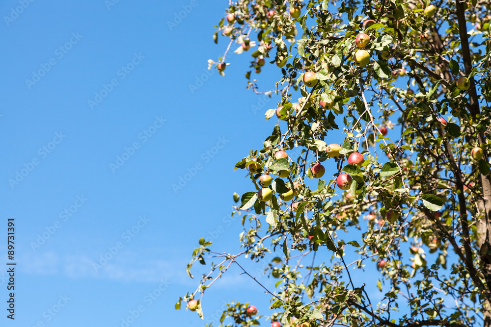 tree with ripe yellow and red apples with blue sky tree with ripe yellow and red apples with blue sky