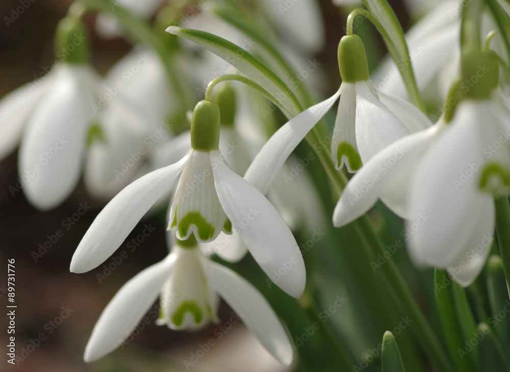 Blühende Schneeglöckchen (Galanthus) Blühende Schneeglöckchen (Galanthus)