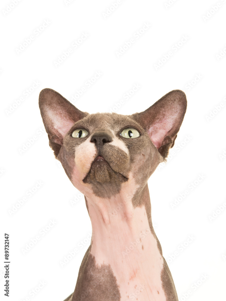 cute sphinx cat looking up isolated on a white background cute sphinx cat looking up isolated on a white background