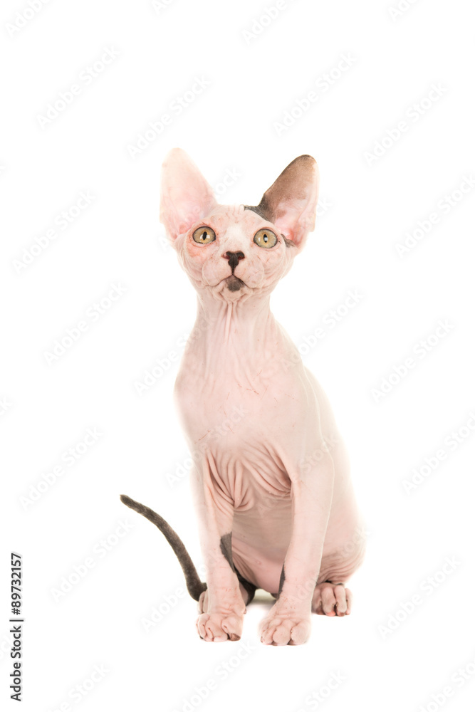 cute sphynx naked young cat sitting and looking up isolated on a white background