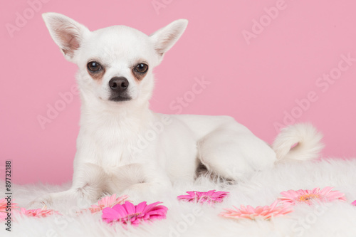 Cute white chihuahua dog lying down on a pink background and pink flowers