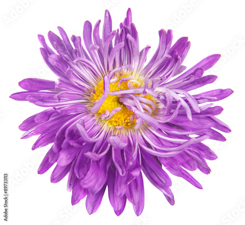 asters flower isolated on white background © toomler