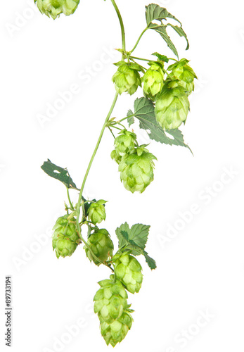 hop leaves on a stem isolated on white background