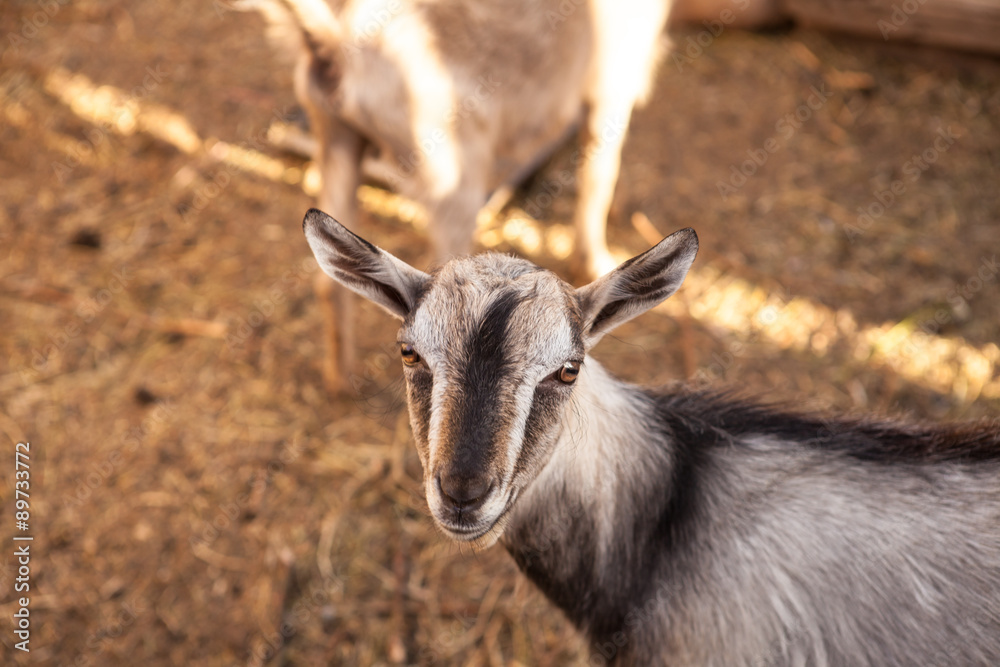 goats in the farmyard in the paddock