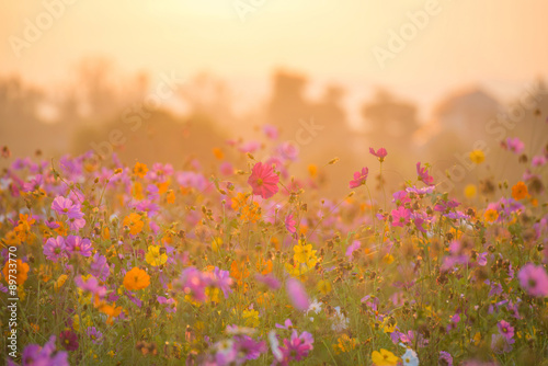 Fototapeta Naklejka Na Ścianę i Meble -  cosmos flower field in the morning