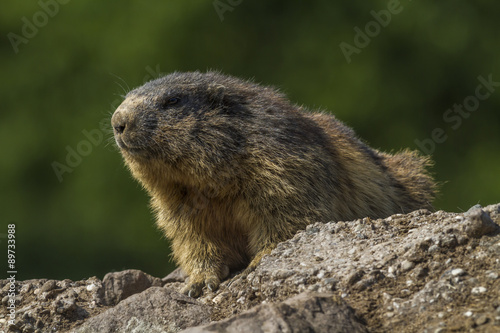 Murmeltier (Marmota)