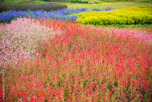 garden of flower