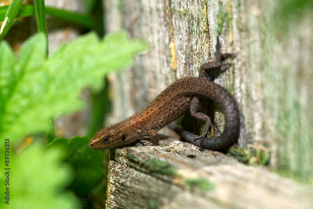 small lizard basking in the sun