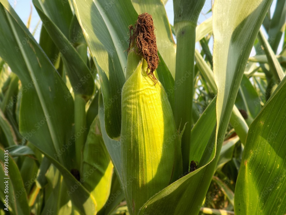 Fototapeta premium Corn on field