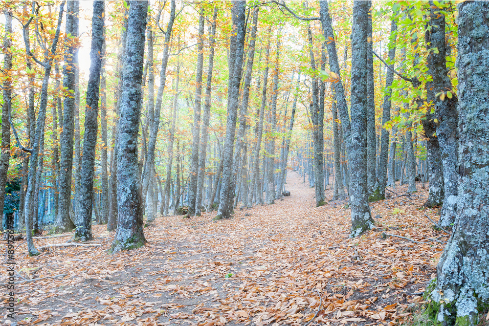 chestnut forest chestnut forest