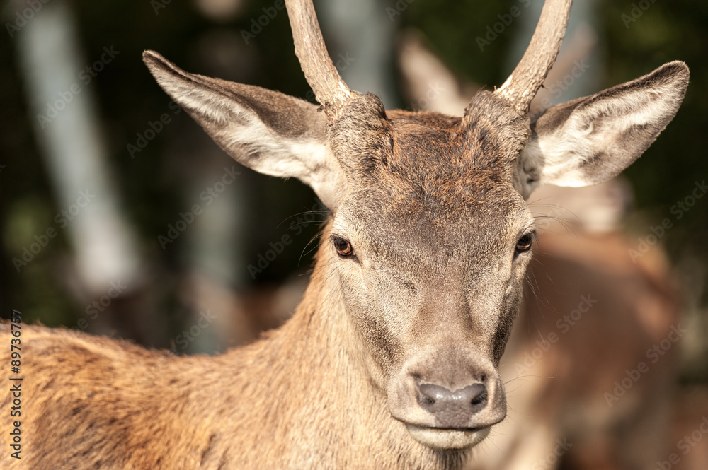 white-tailed deer closeup looking at camera
