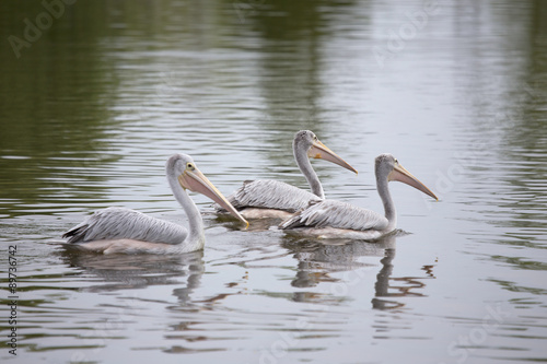 African Pink Backed Pelicans
