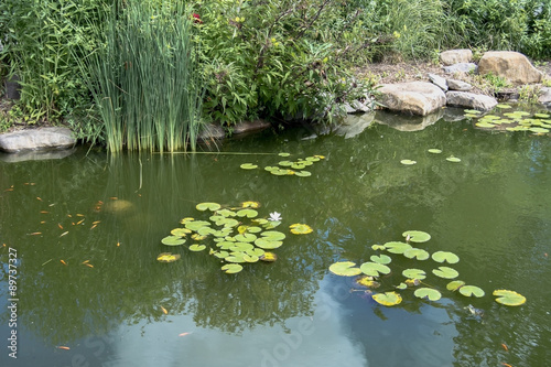 Εκτύπωση καμβά Koi fish with lily pads in a pond