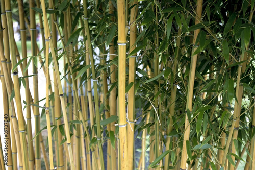 Small Bamboo Garden