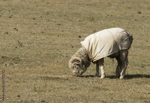 Woolly Sheep in Pasture photo