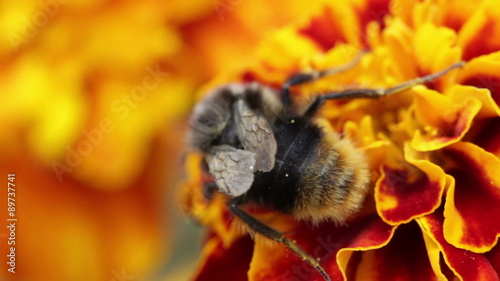 bee zoom macro detail on flower summer