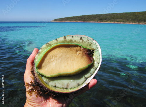 Abalone being held with pristine sea in the background. Eyre Peninsula. South Australia. photo