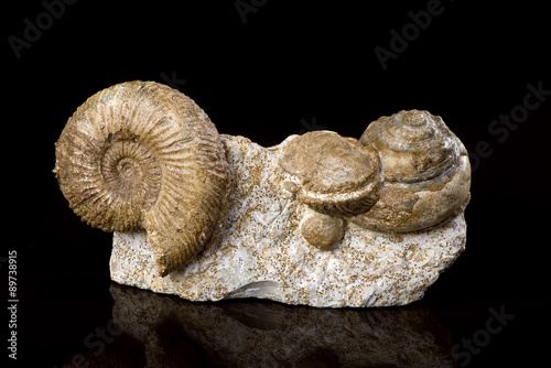 Ammonite Fossiles.
