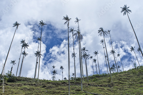 Tallest Palm trees in Salento, Colombia