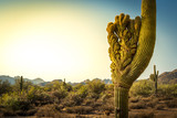 Crested Saguaro in the Arizona Desert. 