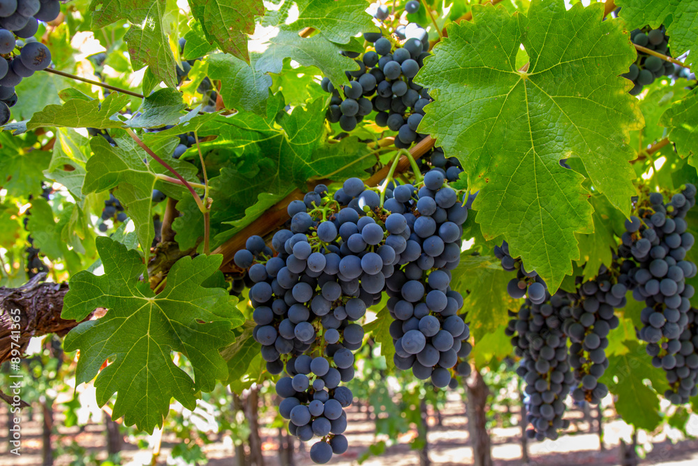 Fototapeta premium Napa Cabernet at Harvest