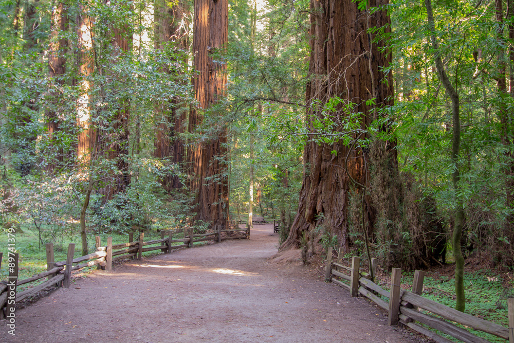 Fototapeta premium California Redwoods