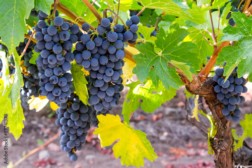 Napa Cabernet at Harvest photo